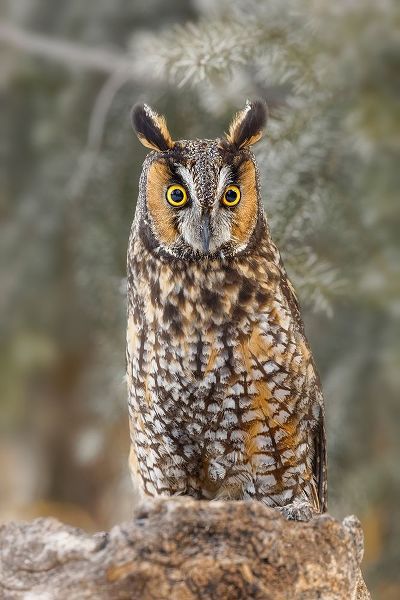 Long-eared owl-Asio otus-controlled situation-Montana